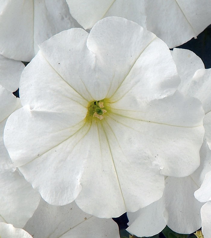 Петуния Рэй Вайт